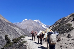 nepal anapurna circuit treking