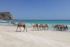Potovanje Oman - foto Petra Škarja 18