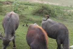 srilanka potovanje 44