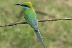 srilanka potovanje 52
