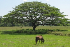 srilanka potovanje 65