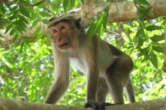 srilanka potovanje 9 (3)