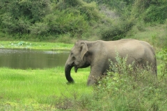 srilanka potovanje 9